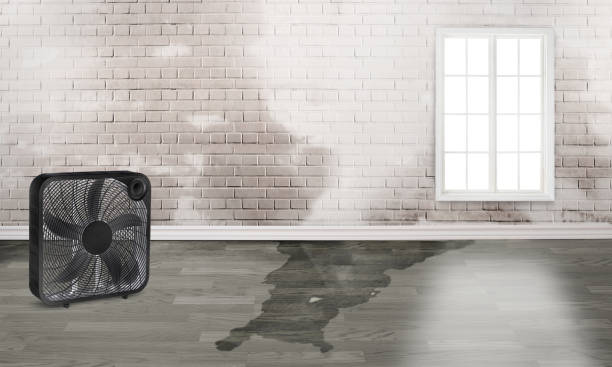 Best Water damage cleanup near me  in Williamsville, NY